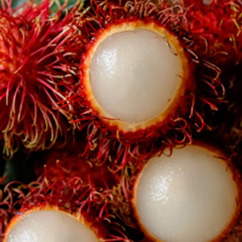 Rambutan 6