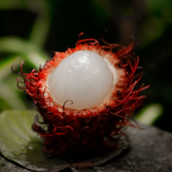 Rambutan 7